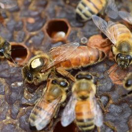 Buckfast Beckys Bees