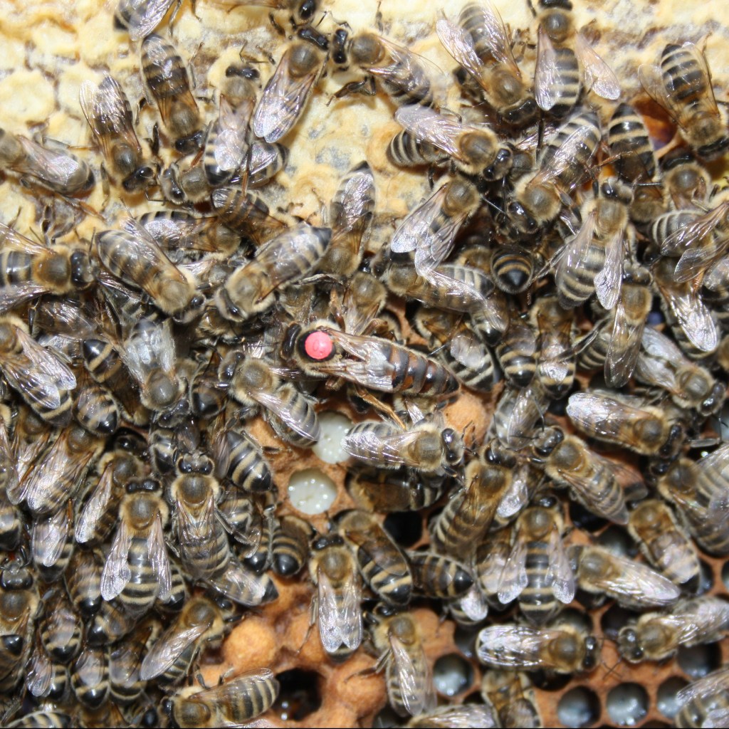 Beginner S Faq My Colony Is Queenless Beckys Beezzzs